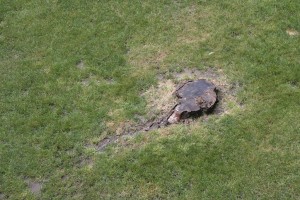 Tree Stump Grinding